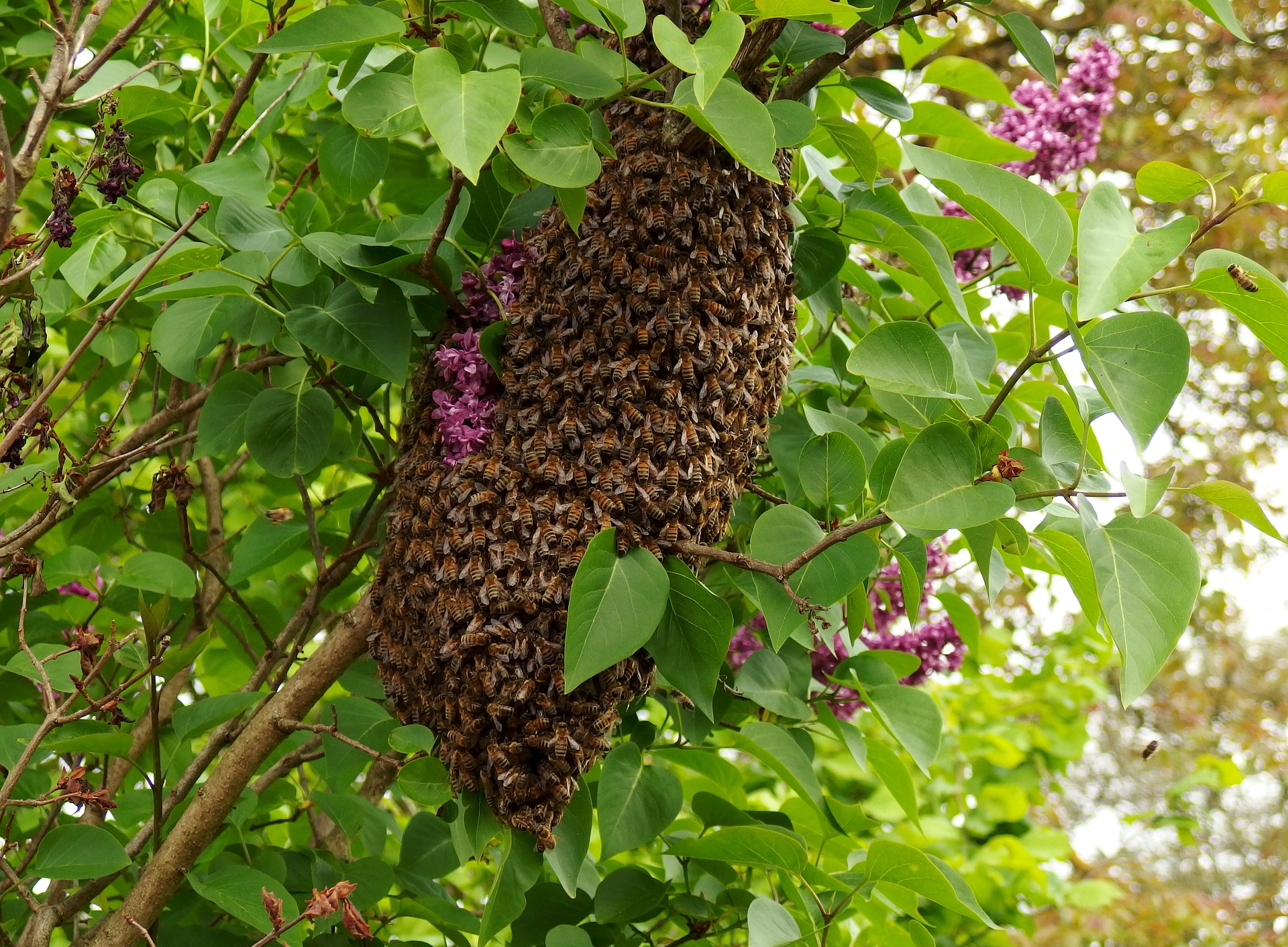 Bienenschwarm